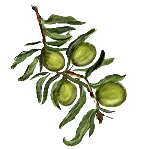 Olive Mill Genealogy